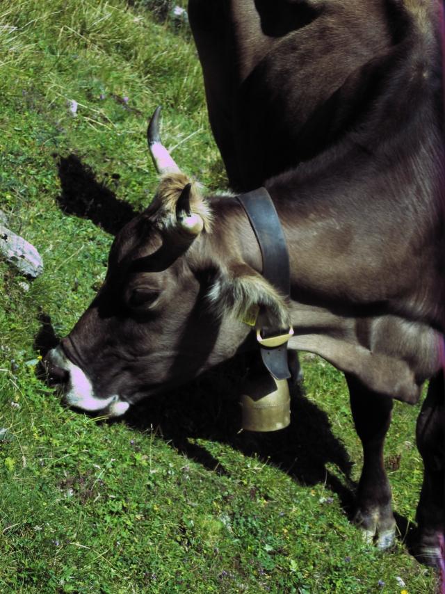 Beste Weide - beste Milch Beste Weide - beste Milch